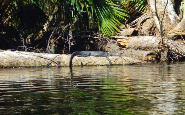 A crocodile rests on a fallen tree near floating on a calm body of water. 